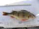 Probebefischung Dez.2009 023.jpg